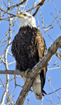 American Bald Eagle 1914